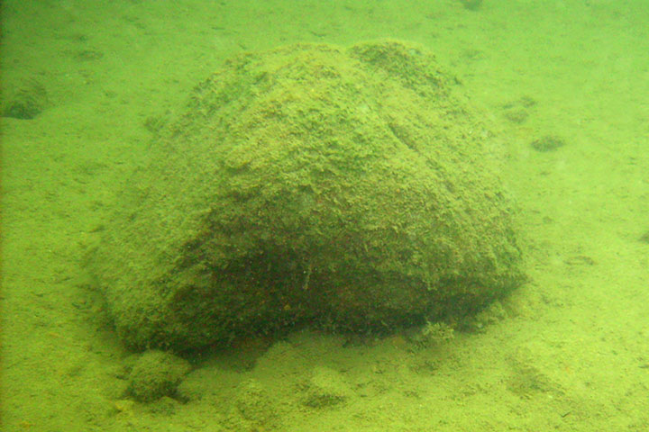 growth on rock