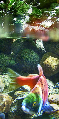 kokanee salmon