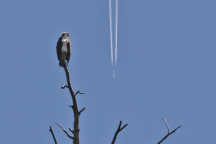 contrail