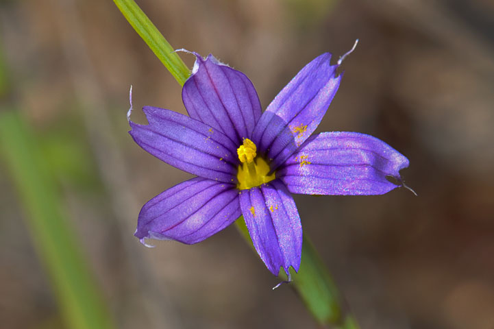 blue eyed grass