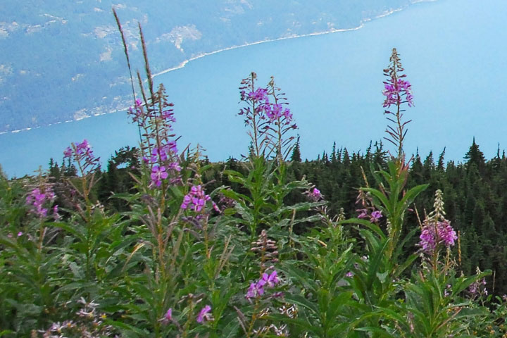 fireweed