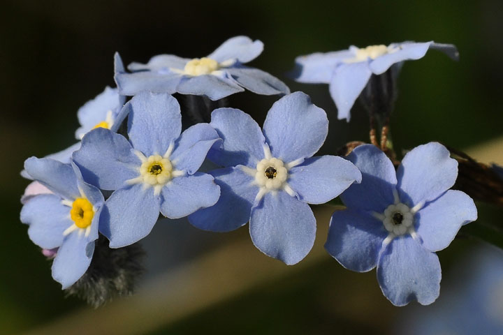 forget-me-not