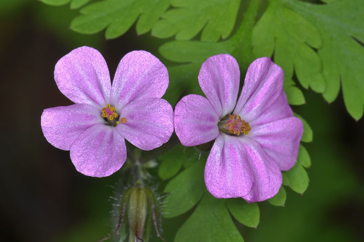 robert geranium