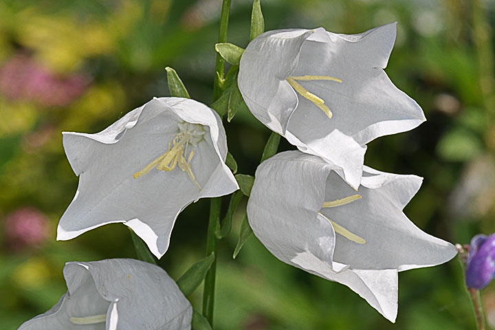 harebell