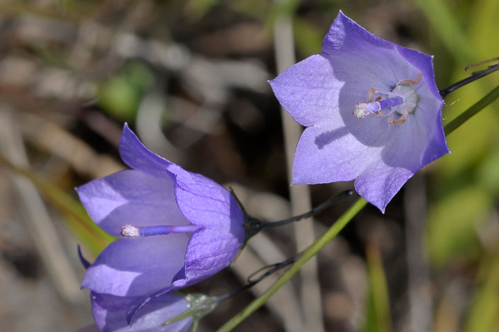 harebell