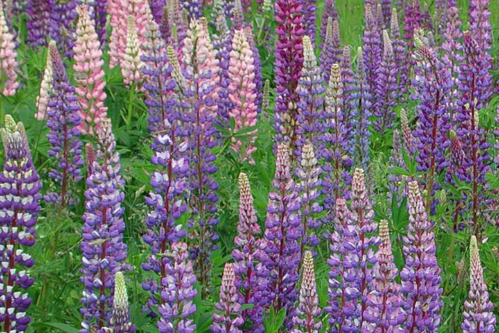 lupines