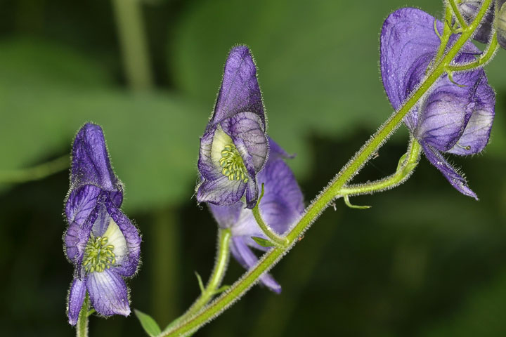 columbian monkshood