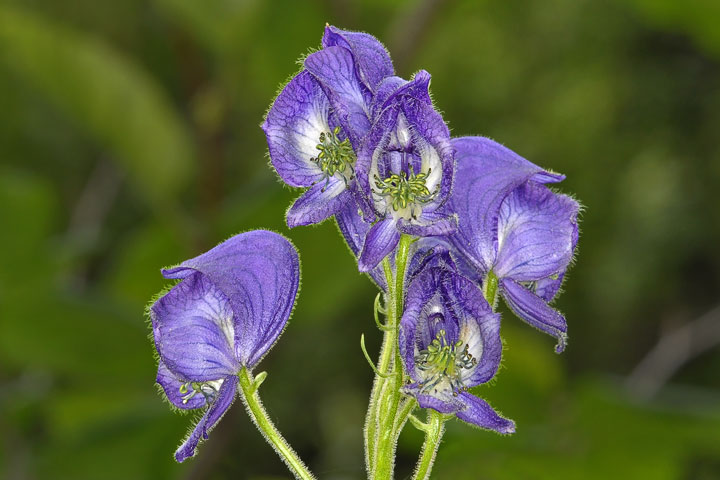 columbian monkshood