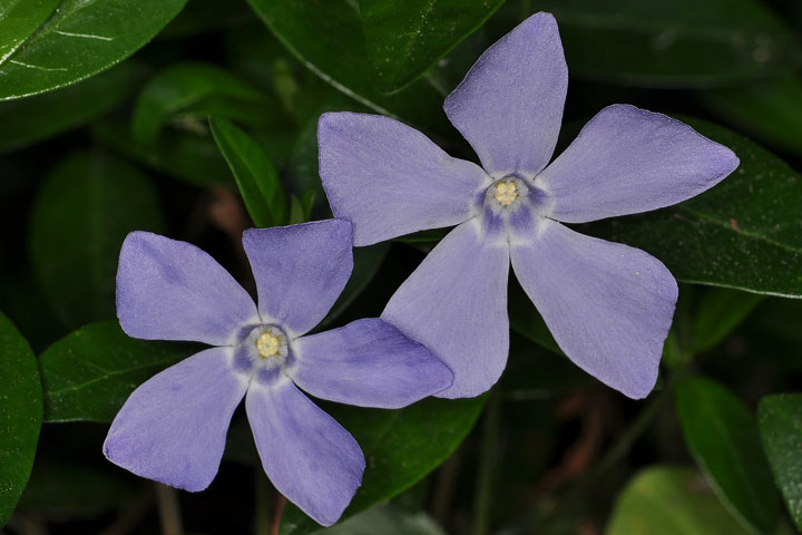 periwinkle