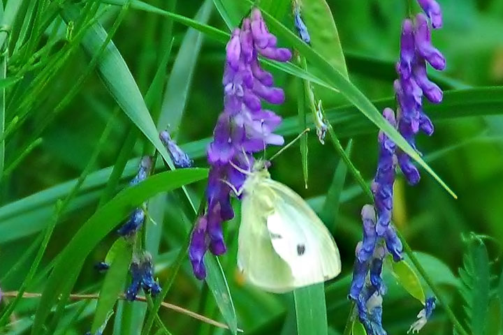 forgetmenot