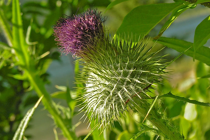 bull thistle frog