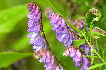 tufted vetch