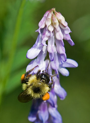 tufted vetch