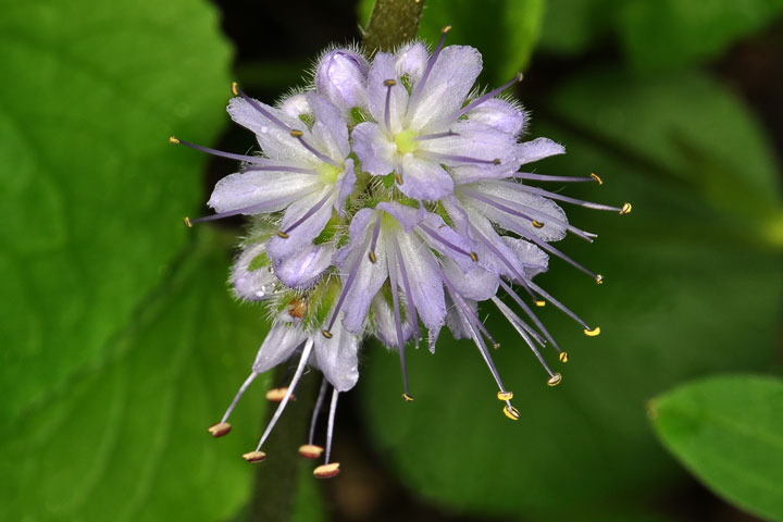 waterleaf