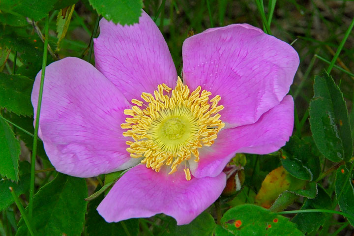 wild rose