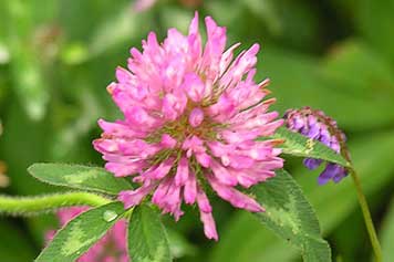 red clover