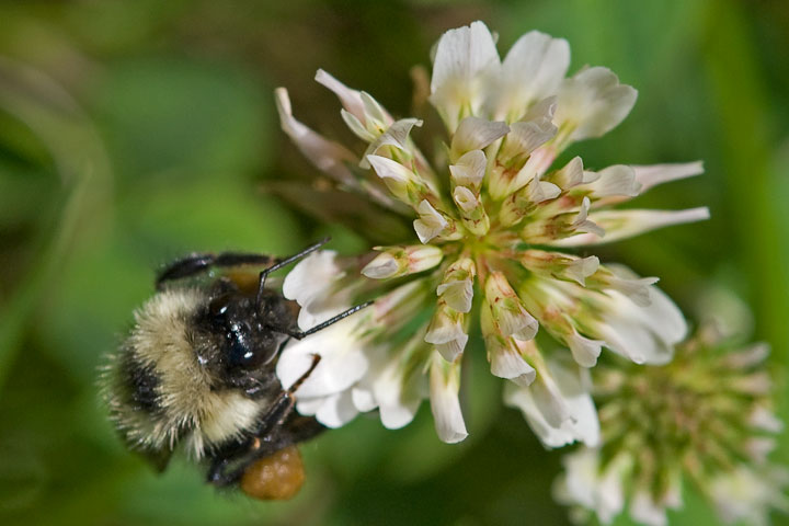 white clover