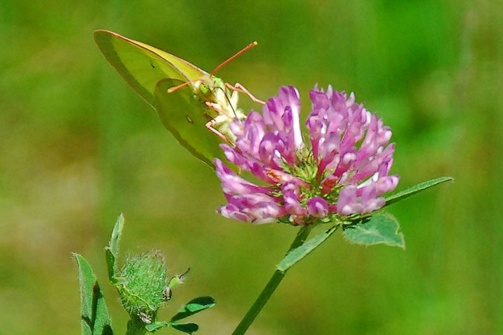 sulphur on clover