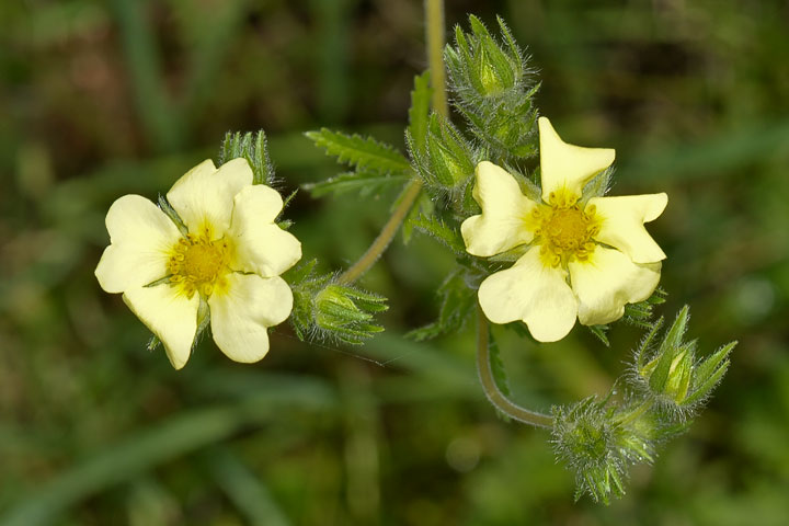 sulfur cinquefoil