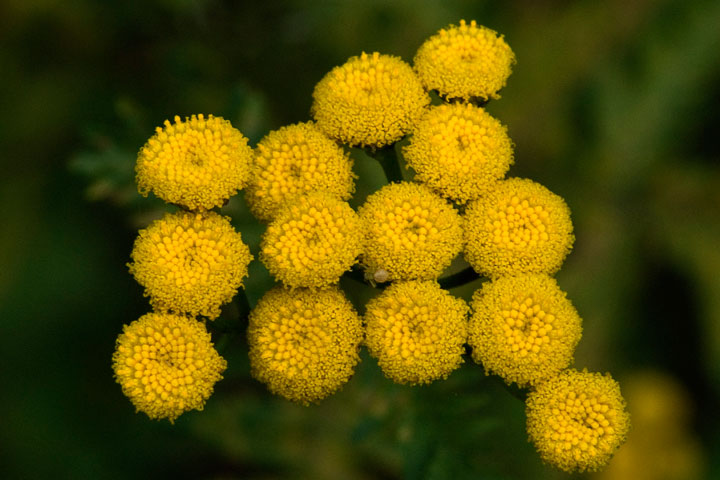 common tansy