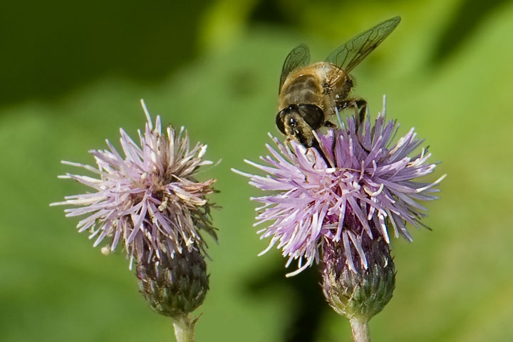 spotted knapweed