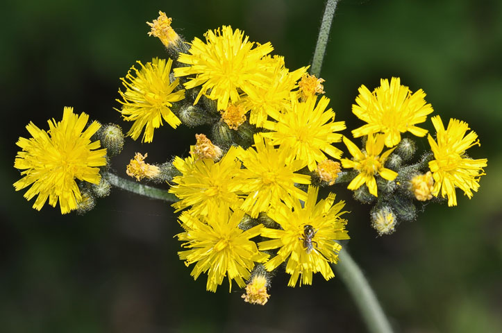 yellow hawkweed