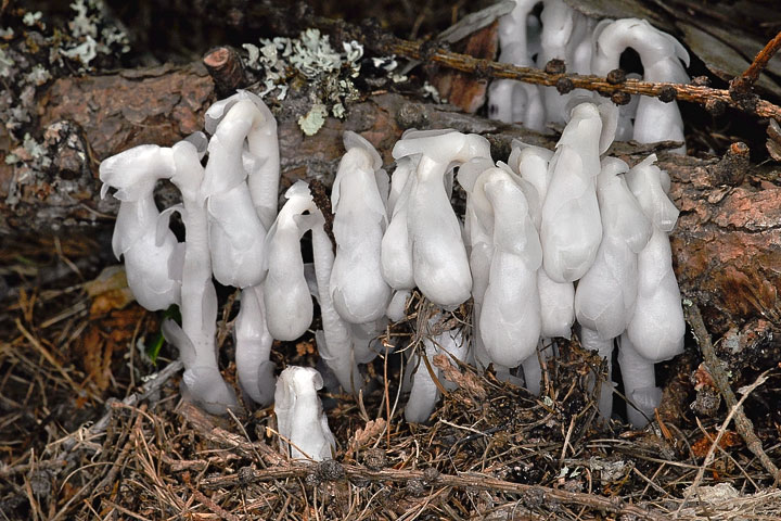 indian pipe