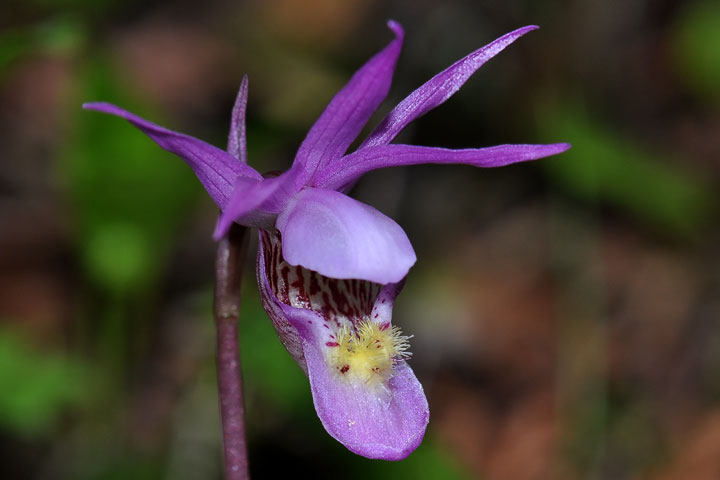 fairy slipper