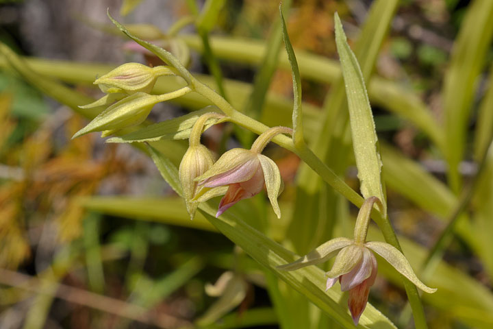 giant hellebeborine