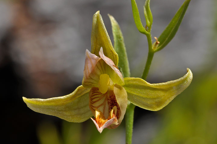 giant helleborine