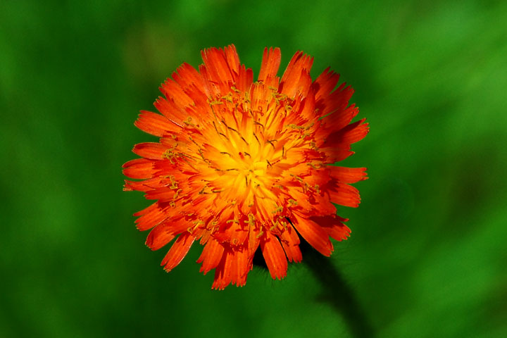 orange hawkweed