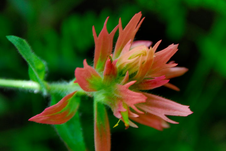 indian paintbrush