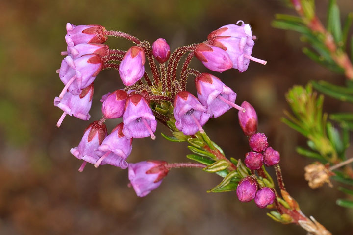 pink mountain heather