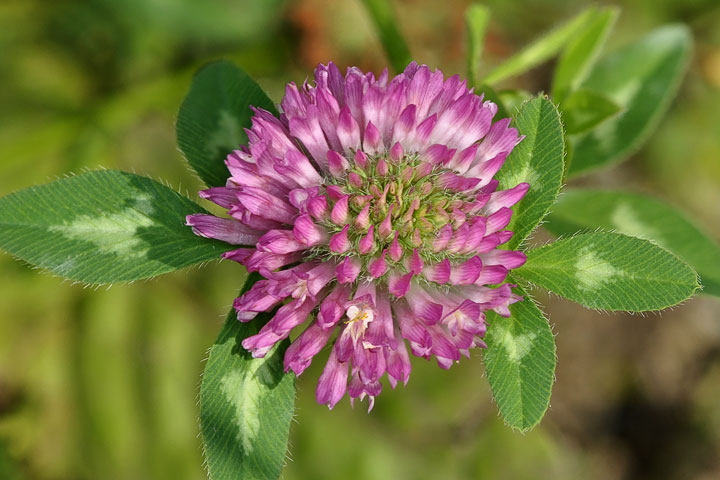 red clover