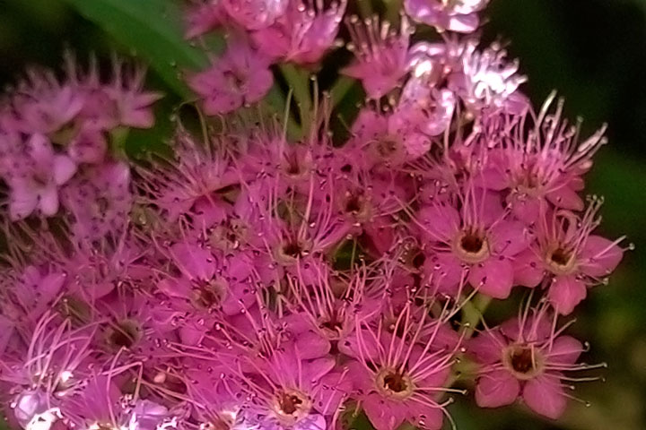 spiraea douglasii