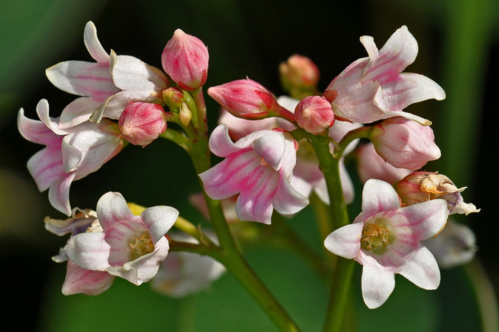 spreading dogbane