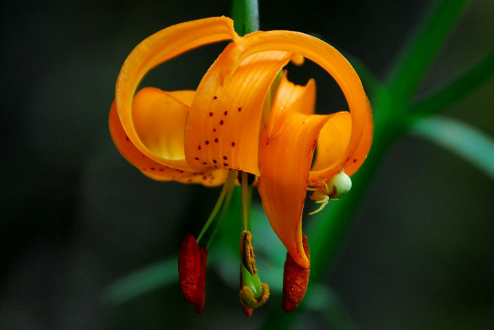 tiger lily