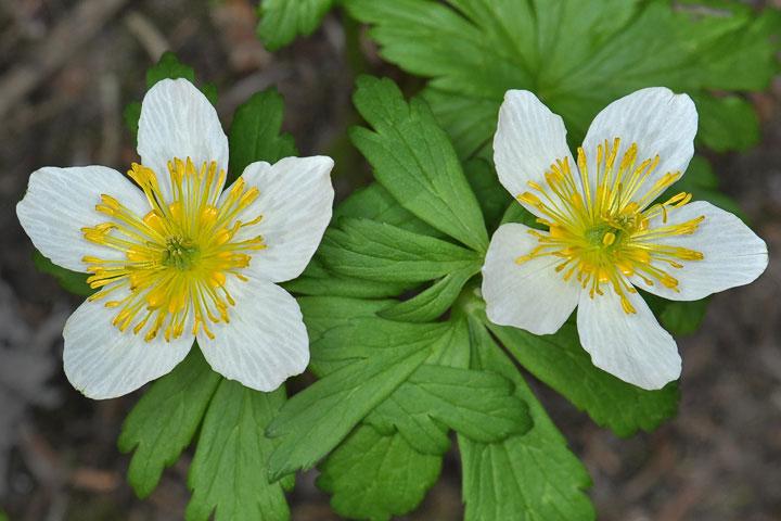 alpine anemone