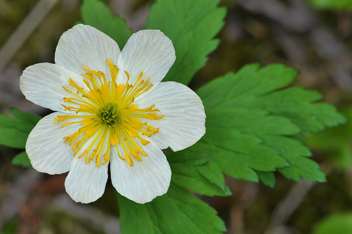 alpine anemone