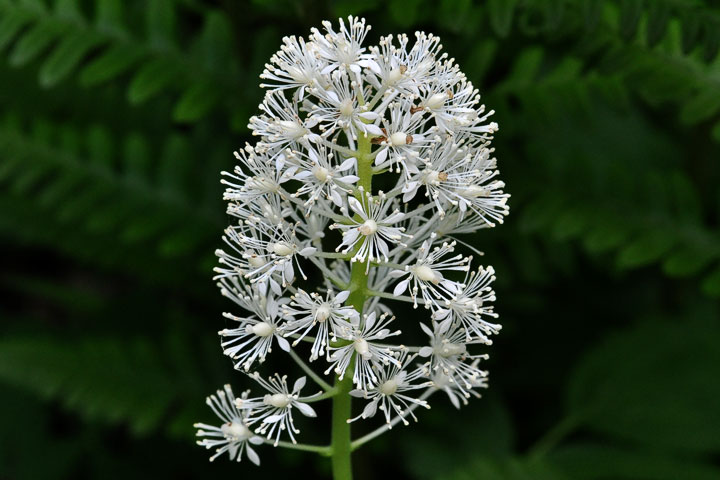 baneberry