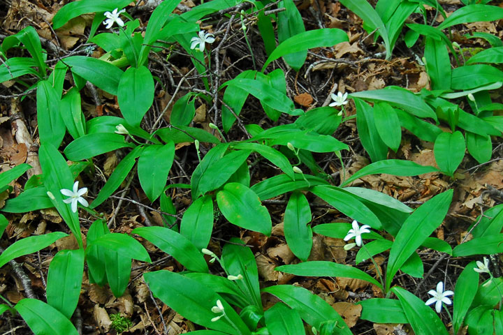 bead lily