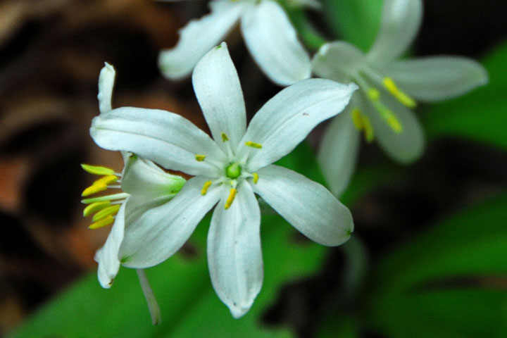 bead lily