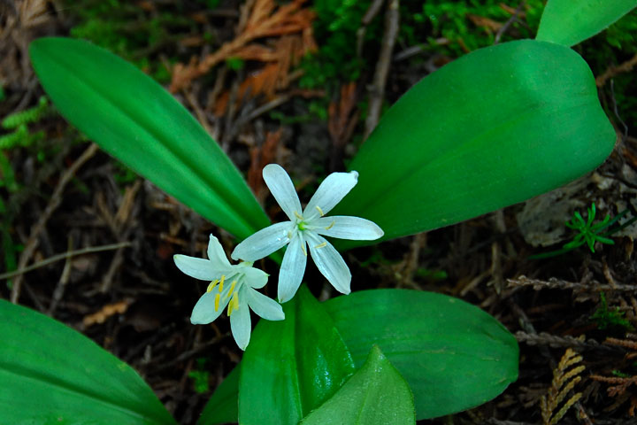 bead lily