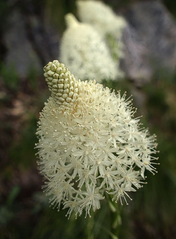 beargrass