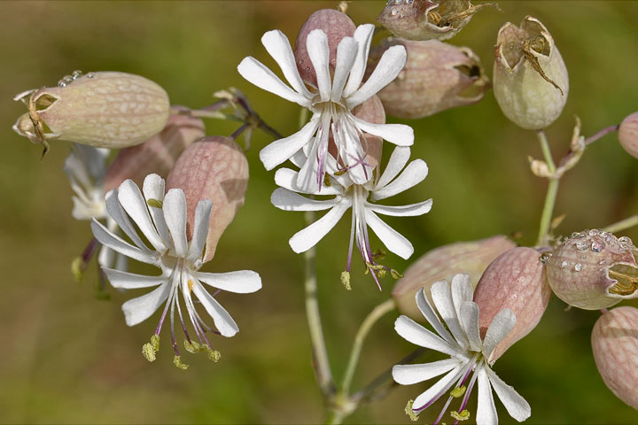 bladder campion