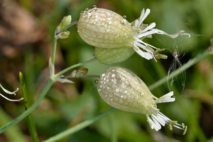 bladder campion