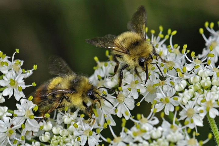 cow parsnip and Bombus mixtus