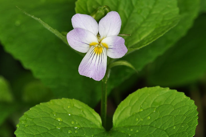 canada violet