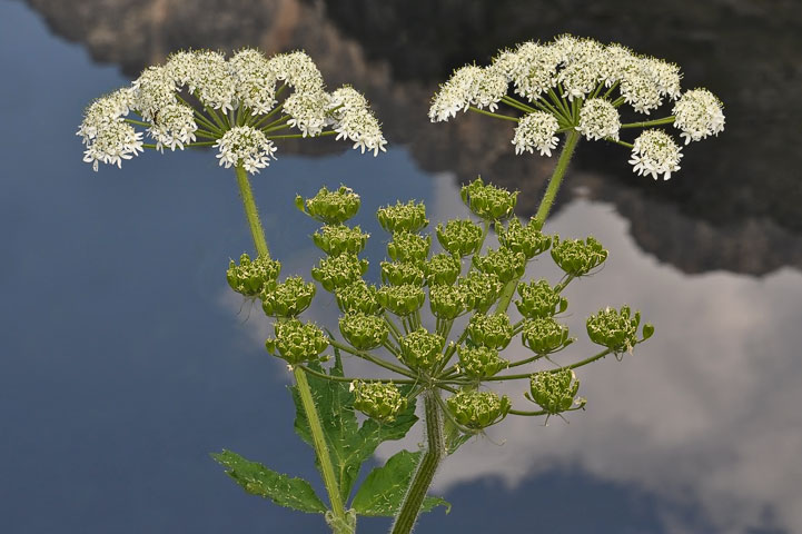 cow parsnip