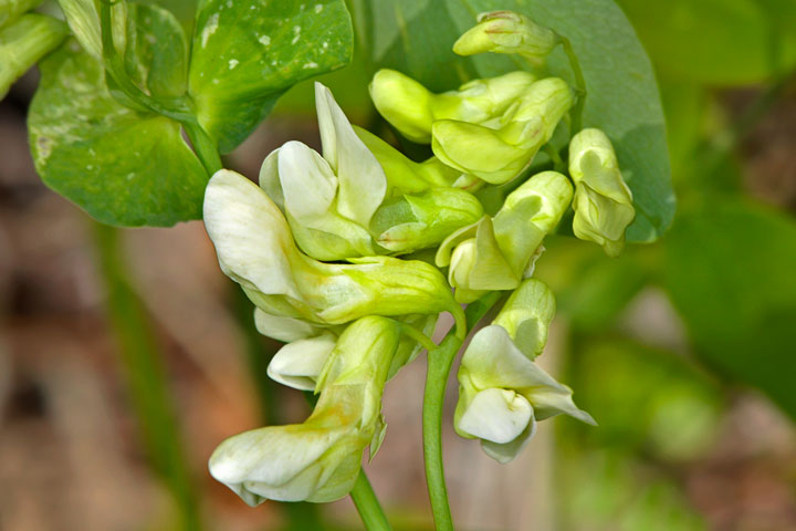 creamy pea vine